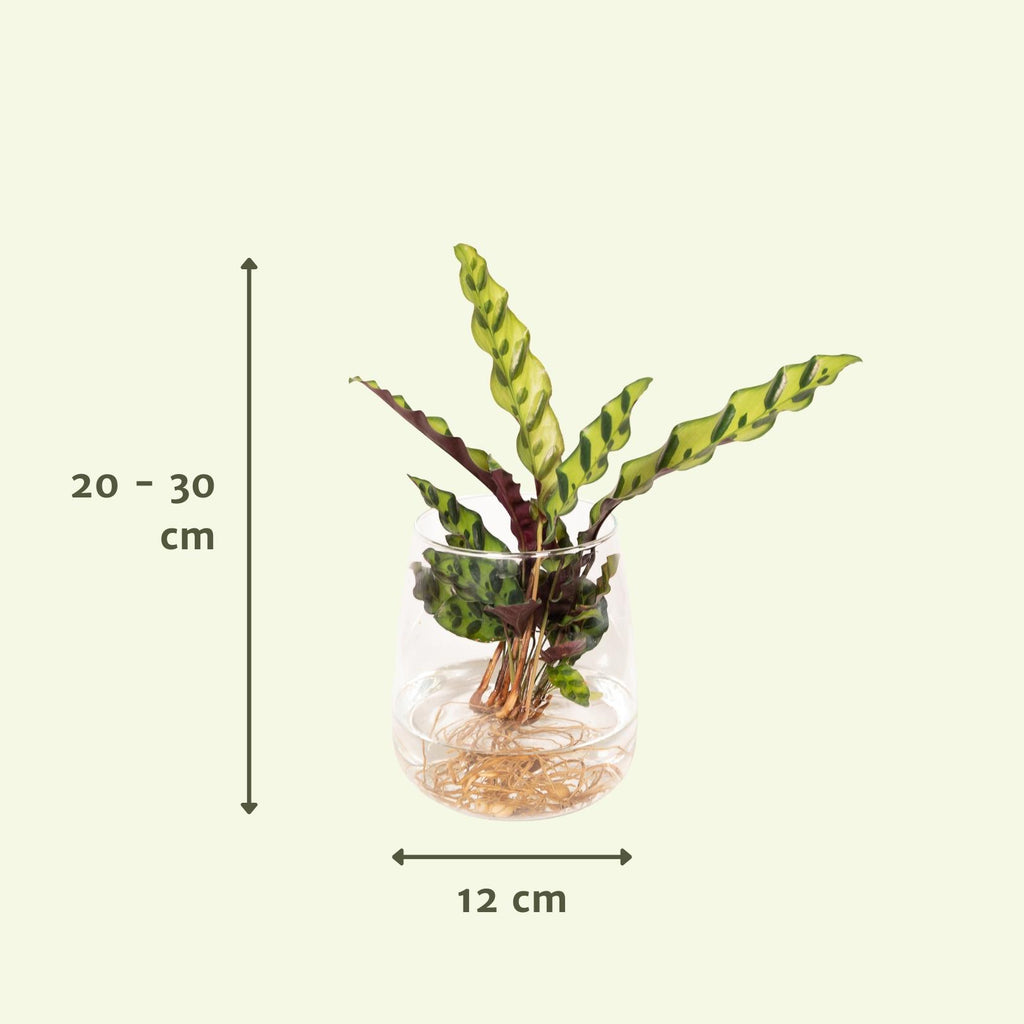 Calathea Insignis im Kingston-Glas – Ø 12 cm, 30 cm hoch