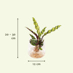 Calathea Insignis im Kingston-Glas – Ø 12 cm, 30 cm hoch