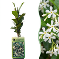 Trachelospermum jasminoides (jasmin de Toscane) – blanc – 6 plantes, Ø9 cm, 35 cm de haut