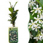 Trachelospermum jasminoides (jasmin de Toscane) – blanc – 6 plantes, Ø9 cm, 35 cm de haut