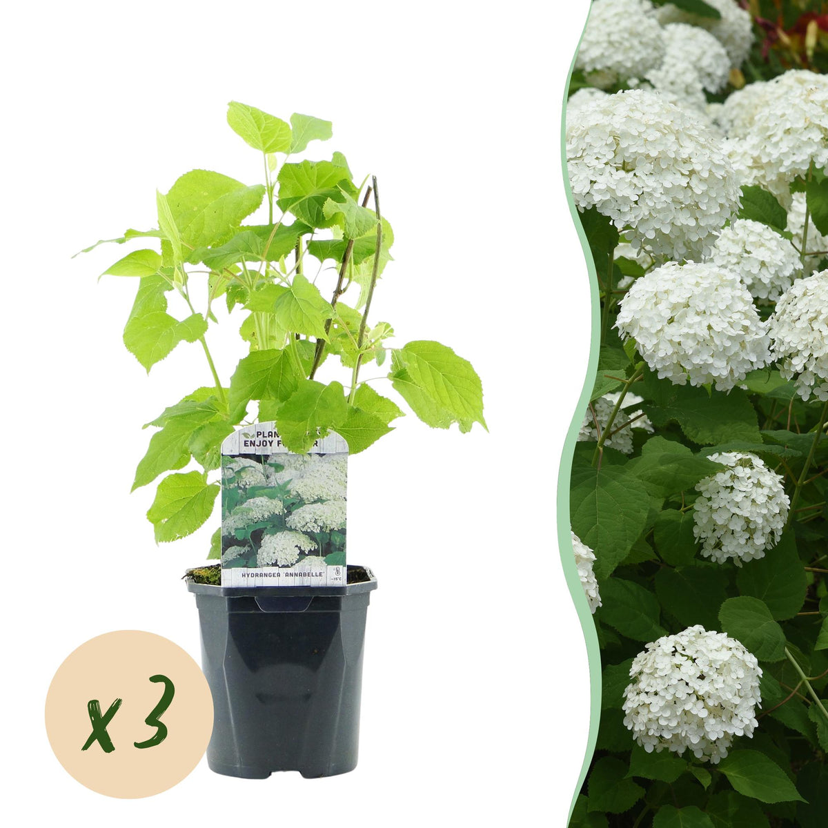 Hydrangea arborescens 'Annabelle' (hortensia) – wit – 3 planten, Ø17 cm, 50 cm hoog