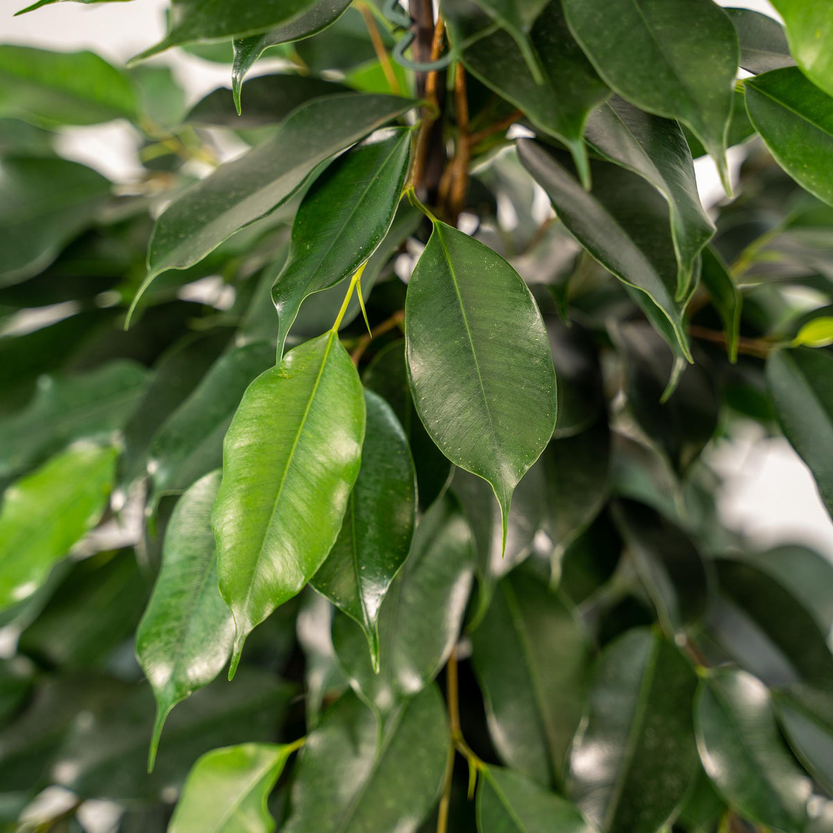 Ficus benjamina Danielle (treurvijg) met mand selin – Ø21 cm, 95 cm hoog