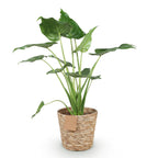 Alocasia Cucullata (Elefantenohr) mit Korb – Ø 21 cm, 65–70 cm hoch