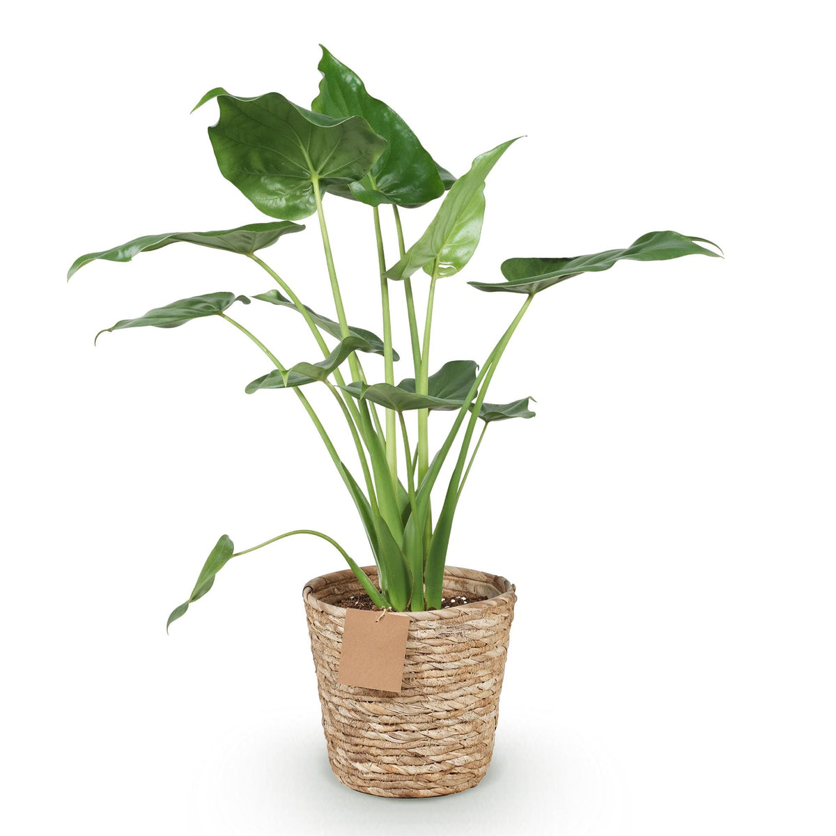 Alocasia Cucullata (elefantøre) med kurv – Ø21 cm, 65–70 cm høj