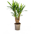 Yucca elephantipes Vertakt – Ø21 cm, 60–70 cm hoog