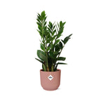 Zamioculcas (Glücksfeder) – 40 cm hoch – rosa