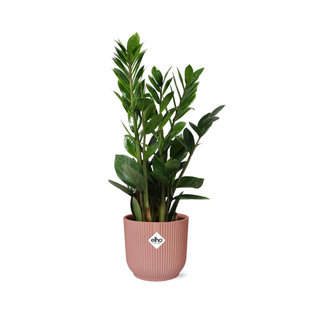 Zamioculcas (zz-plant) – 40 cm hoog – roze