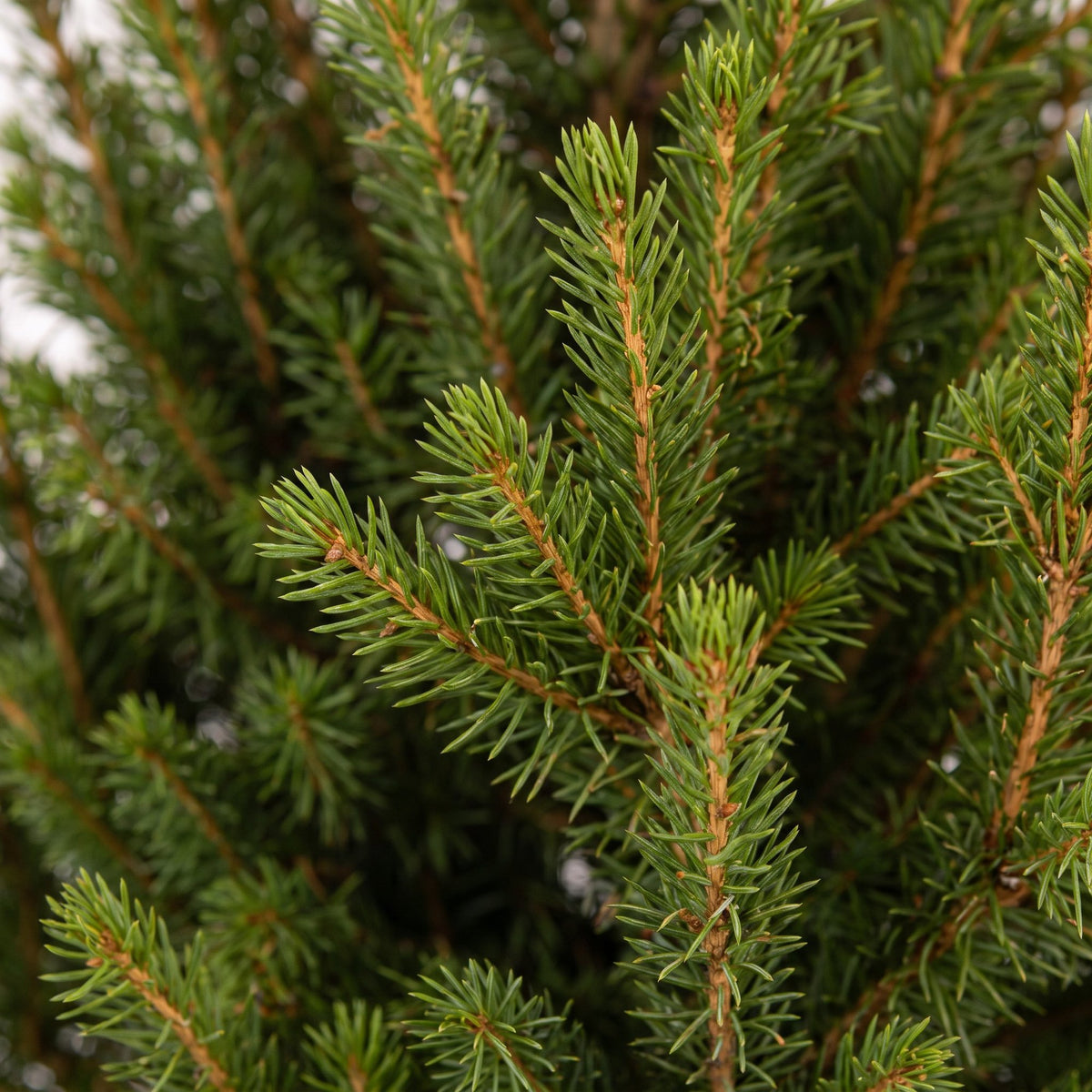2× Picea glauca Conica (sapin de Noël) en pot zincé – Ø17 cm, 65 cm de haut