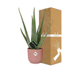 Aloe Vera 12cm in ELHO Vibes Fold 14cm roze – 40 cm hoog