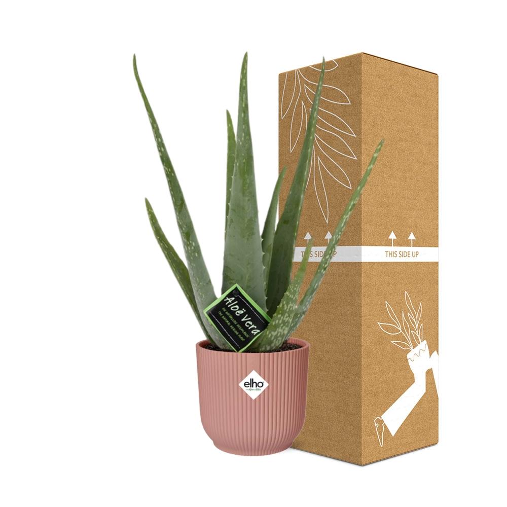 Aloe Vera 12cm in ELHO Vibes Fold 14cm roze – 40 cm hoog