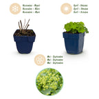 Alchemilla mollis (mante-à-l’ourse) – jaune – 6 plantes, Ø11 cm, 15–25 cm de haut