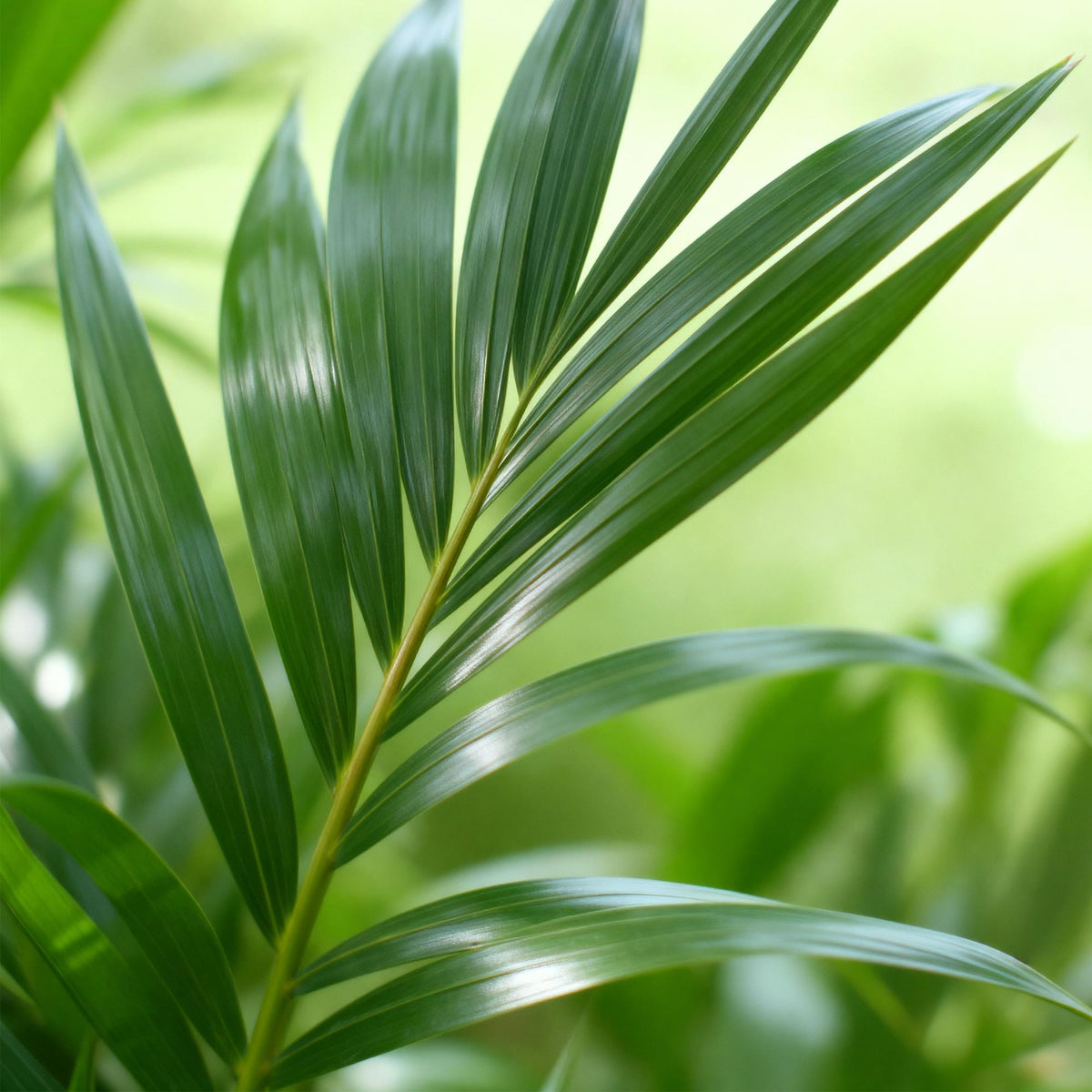 Howea forsteriana (kentiapalm) in Potter-sierpot wit – Ø19 cm, 80–85 cm hoog