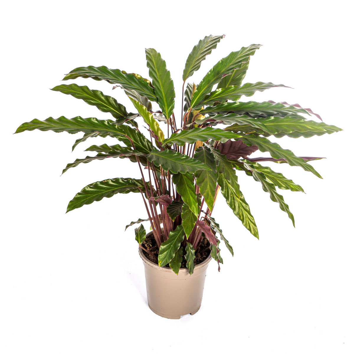 Calathea Rufibarba – Ø17 cm, 40–50 cm de haut