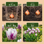Tulpe 'Flaming Flag' – 60 Blumenzwiebeln (Zwiebelgröße 11/12)