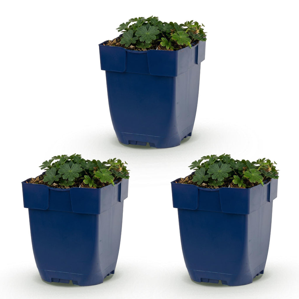 Géranium sanguineum 'Max Frei' (géranium vivace) – rose – 3 plantes, Ø11 cm, 15–25 cm de haut