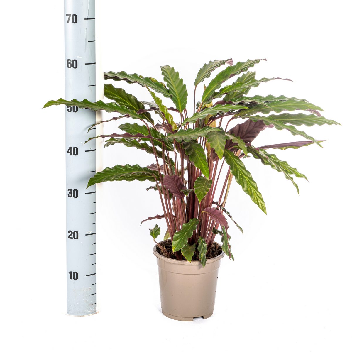 Calathea Rufibarba – Ø17 cm, 40–50 cm de haut