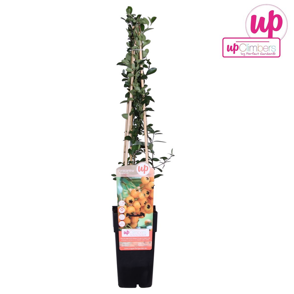 Pyracantha 'Soleil DOr' (Feuerdorn) – Ø15 cm, 65 cm hoch – Bild 5