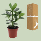 Clusia Rosea Princess – Ø12 cm, 15 cm høj