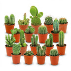 18× Mini Cactus Set (Cactaceae) – Ø6 cm, 5–10 cm hoog