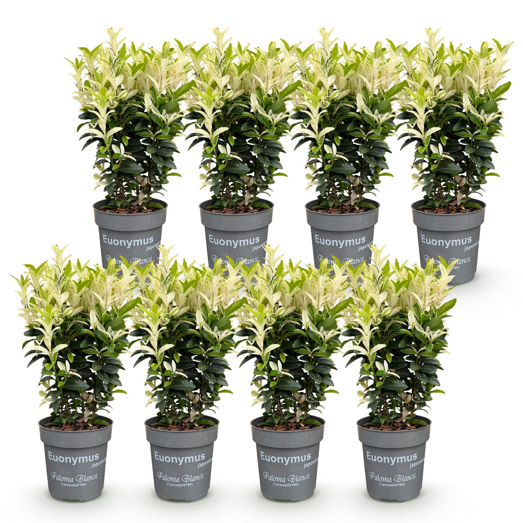 Euonymus japonica 'Paloma Blanca' (osmanthus du Japon) – blanc – 8 plants, Ø9 cm, 20–30 cm de haut – photo 2