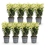 Euonymus japonica 'Paloma Blanca' (osmanthus du Japon) – blanc – 8 plants, Ø9 cm, 20–30 cm de haut