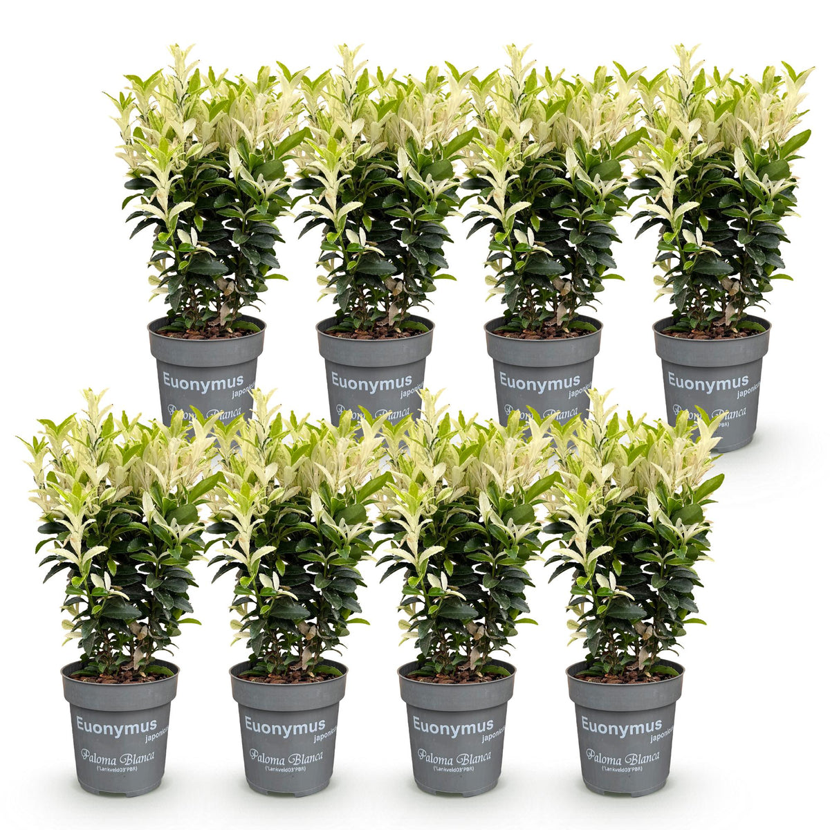 Euonymus japonica 'Paloma Blanca' (osmanthus du Japon) – blanc – 8 plants, Ø9 cm, 20–30 cm de haut – photo 2