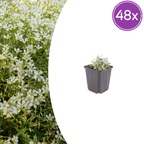 Cerastium tomentosum (Behaarte Schafgarbe) – 48 Pflanzen, Ø9 cm, 10–25 cm hoch
