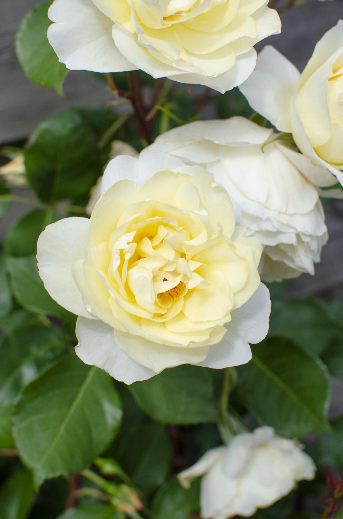 Rosa 'Crazy' (rose) – 3 plants, Ø15 cm, 65 cm high – art. 7687 – photo 3