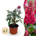 Buddleja davidii 'Butterfly Candy Little Ruby' (vlinderstruik) – rood – 3 planten, Ø12 cm, 20–25 cm hoog