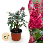 Buddleja davidii 'Butterfly Candy Little Ruby' (vlinderstruik) – rood – 3 planten, Ø12 cm, 20–25 cm hoog