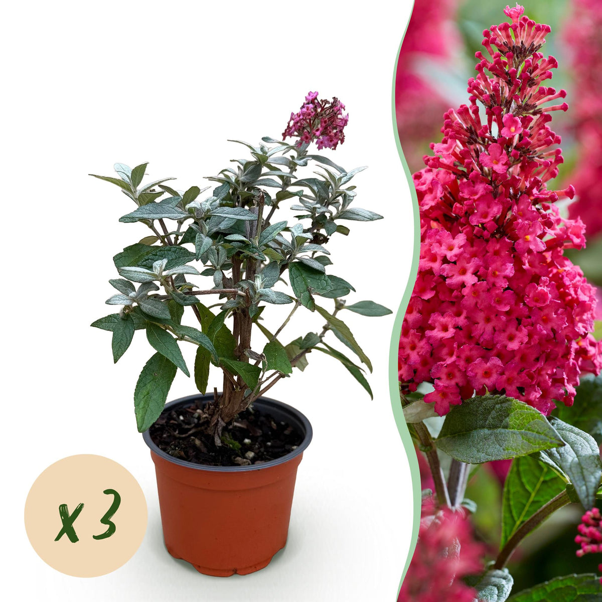 Buddleja davidii 'Butterfly Candy Little Ruby' (vlinderstruik) – rood – 3 planten, Ø12 cm, 20–25 cm hoog