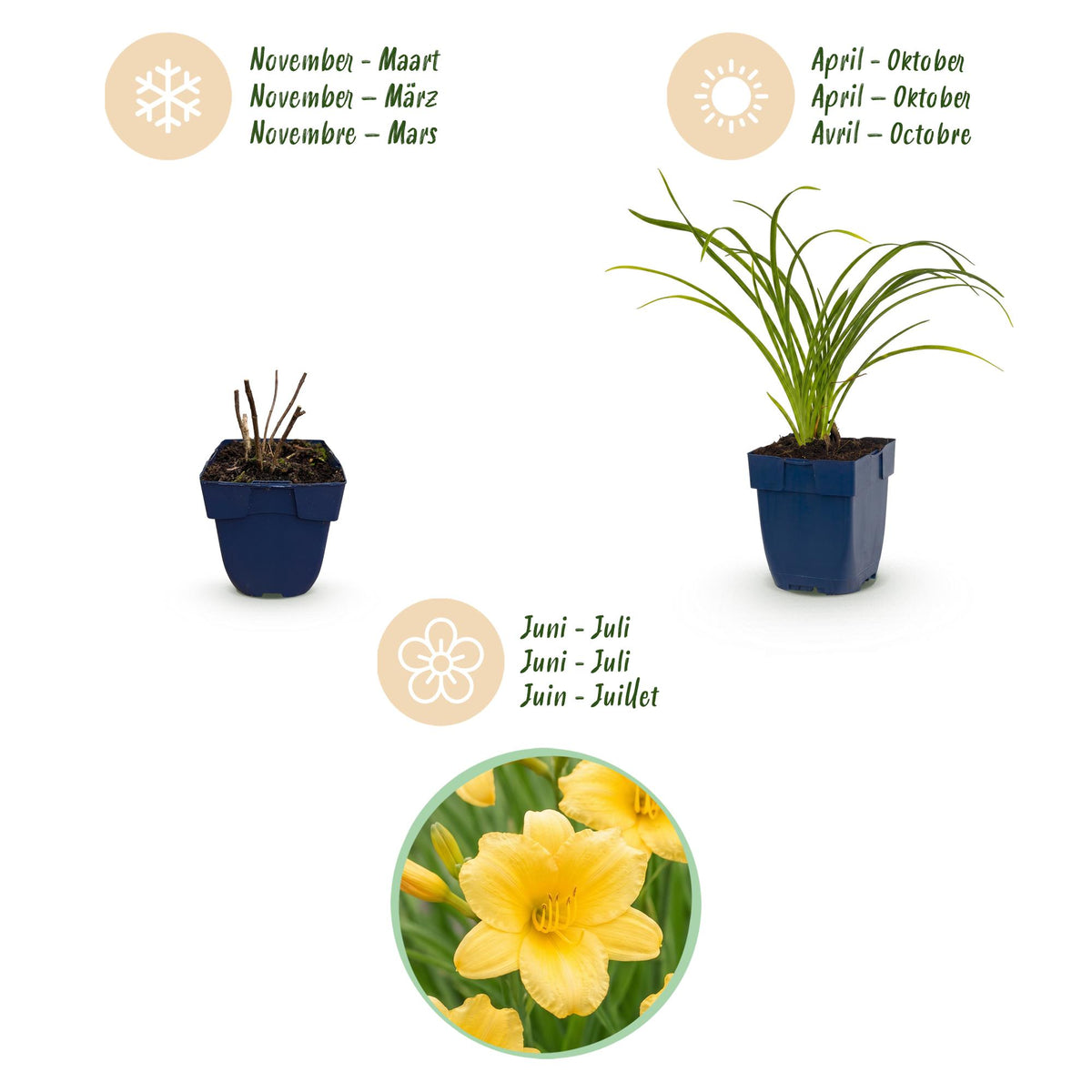 Hemerocallis 'Stella D’Oro' (daglelie) – geel – 24 planten, Ø11 cm, 15–25 cm hoog
