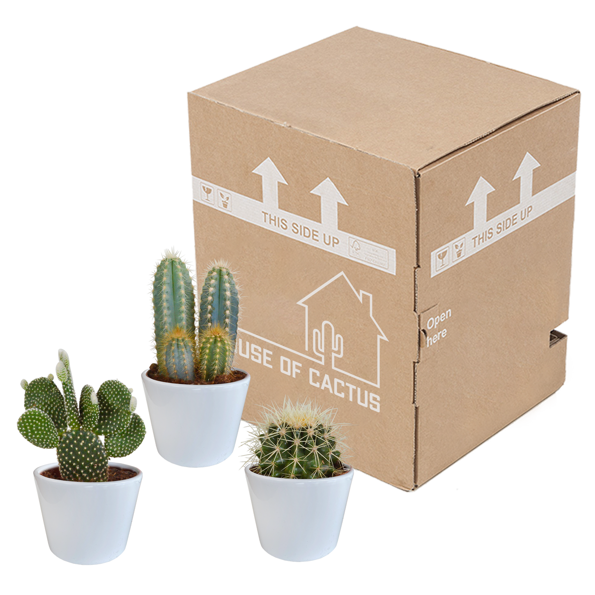 Kaktusmix (Cactaceae) i hvid potte – Ø11 cm, 23 cm høj