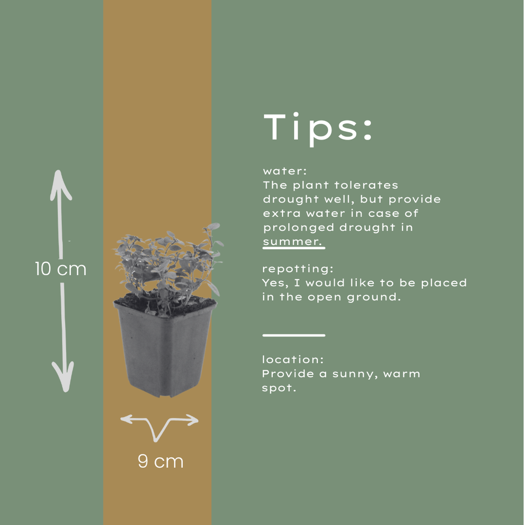 Origanum laevigatum 'Herrenhausen' (origan) – 6 plantes, Ø9 cm, 10–25 cm de haut – photo 5