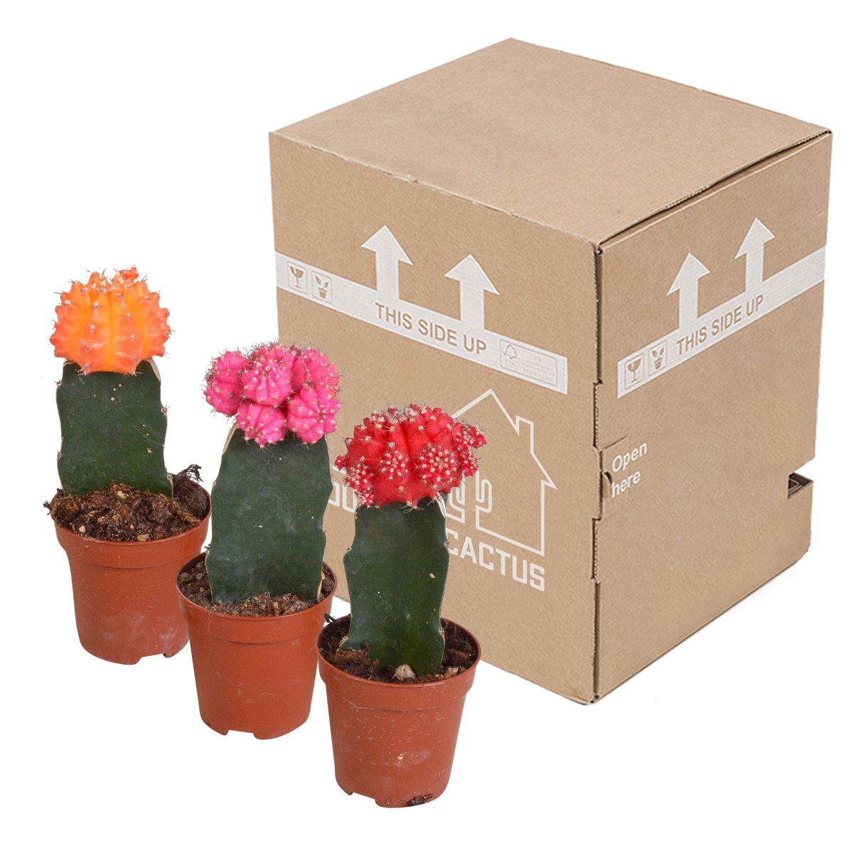 3× Euphorbia meloformis variegata – Ø6 cm, 22 cm høj