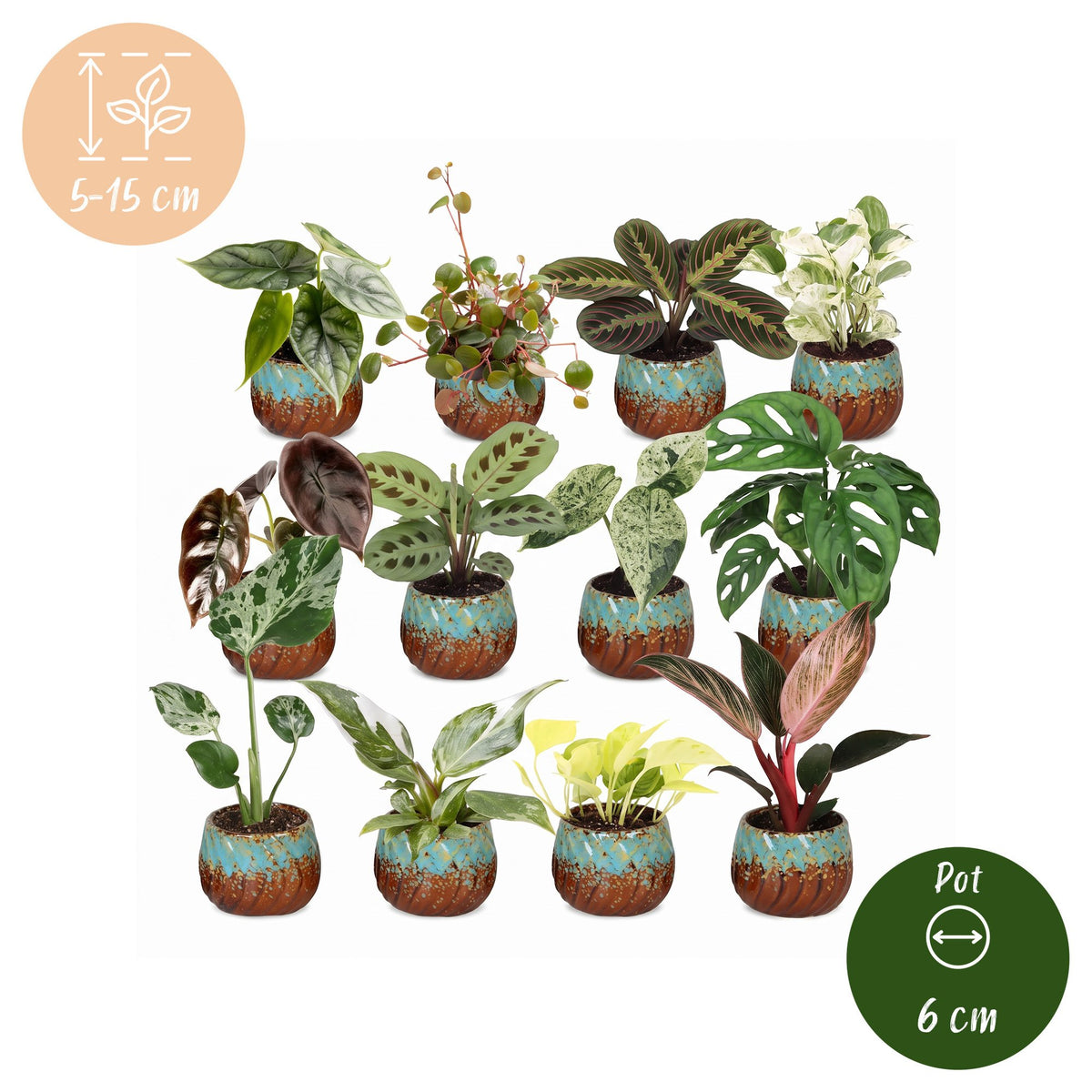 12× Verrassingsbox kamerplantjes incl. Copper Reef – Ø6 cm, 5–15 cm hoog