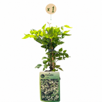 Clematis vitalba (bosrank) – wit – Ø9 cm, 35 cm hoog
