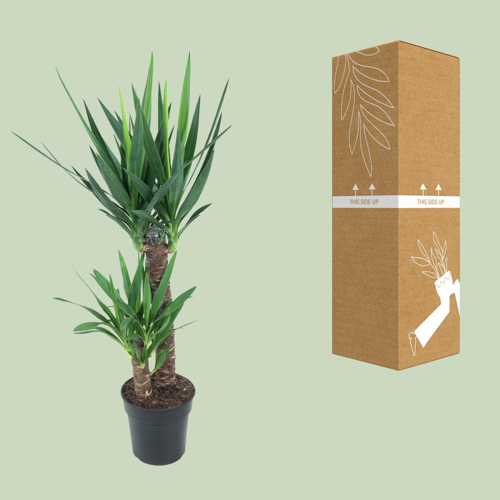 Yucca elephantipes – Ø21 cm, 100 cm hoog – art. 12149