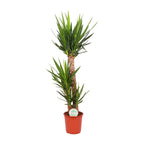 Yucca elephantipes – Ø 24 cm, 125 cm hoch