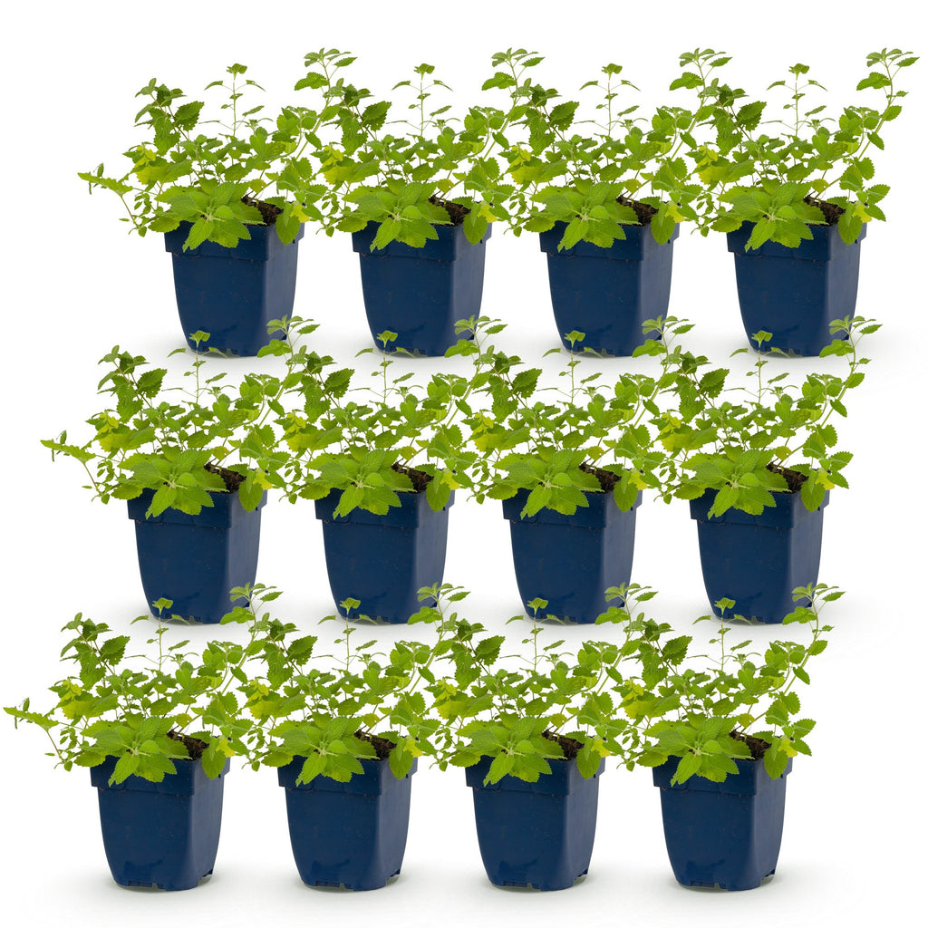 Nepeta faassenii 'Walker’s Low' (menthe-des-chats) – bleu – 12 plantes, Ø11 cm, 15–25 cm de haut – photo 2