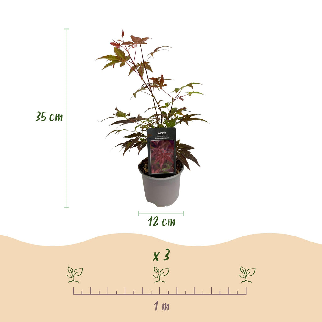 Acer palmatum 'Atropurpureum' (Japanese maple) – purple – 3 plants, Ø12 cm, 35 cm high – photo 3