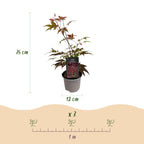 Acer palmatum 'Atropurpureum' (Japanese maple) – purple – 3 plants, Ø12 cm, 35 cm high