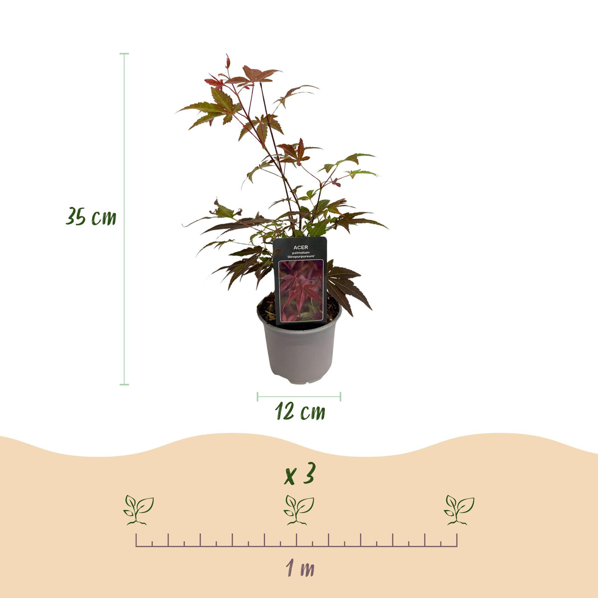 Acer palmatum 'Atropurpureum' (Japanese maple) – purple – 3 plants, Ø12 cm, 35 cm high – photo 3