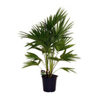 Livistona Chinensis (Fächerpalme) – Ø24 cm, 100 cm hoch