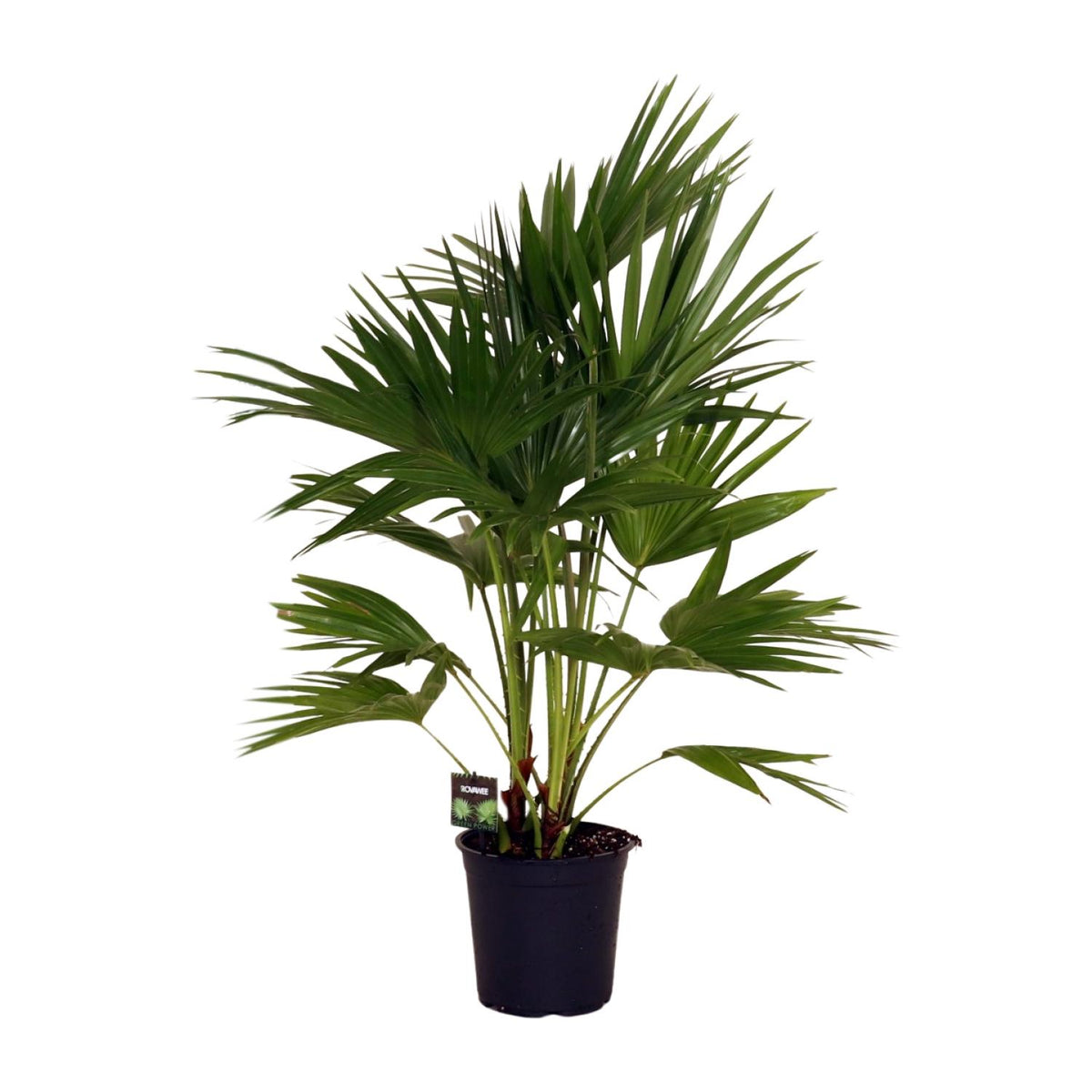 Livistona Chinensis (Fächerpalme) – Ø24 cm, 100 cm hoch
