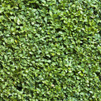 Buxus sempervirens – 6 planter, Ø17 cm, 45 cm høje