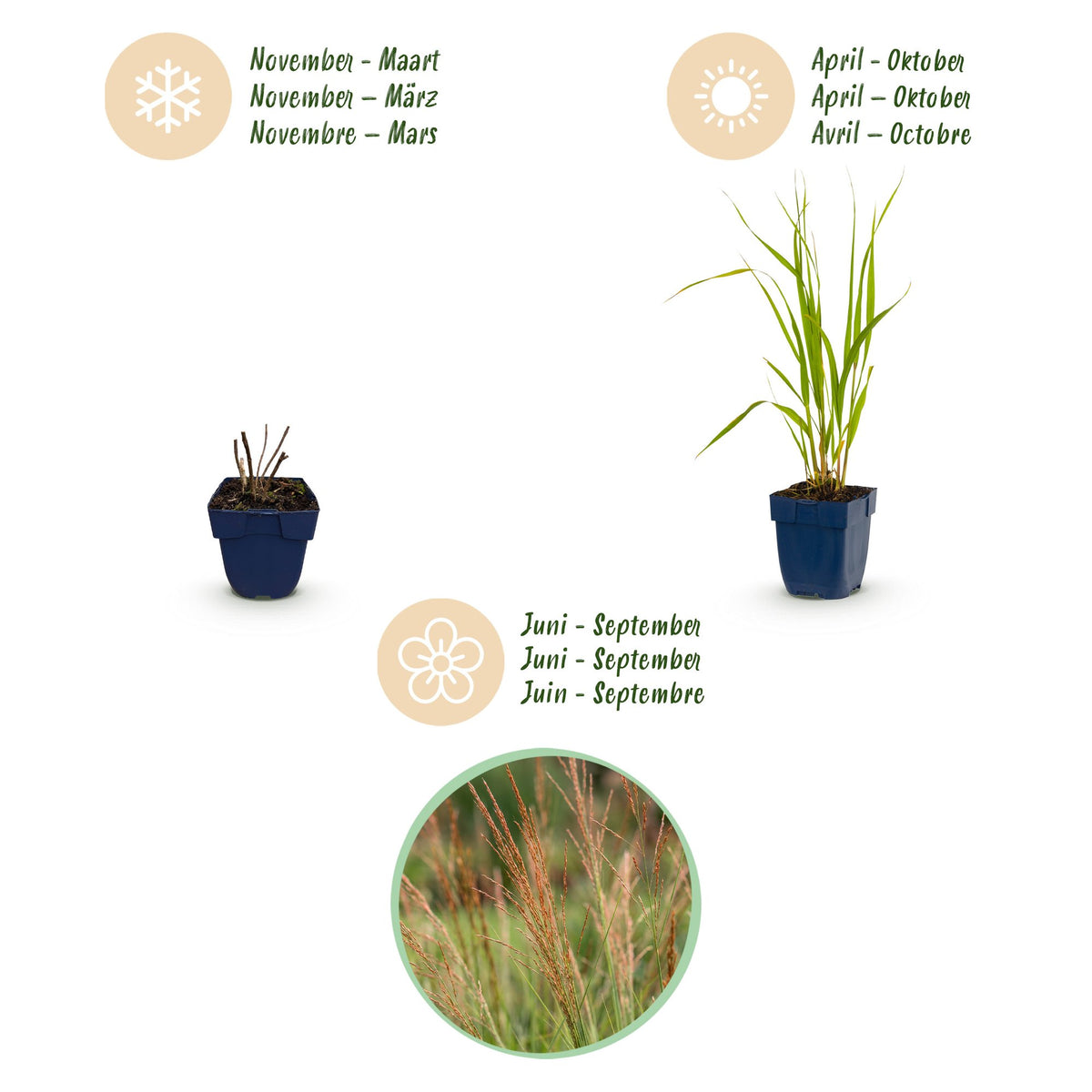 Molinia caer. 'Heidebraut' (molinia) – 6 plants, Ø11 cm, 15–25 cm de haut – photo 4