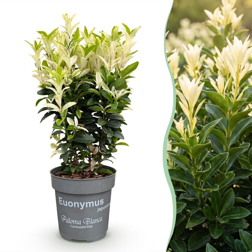 Euonymus japonica 'Paloma Blanca' (kardinaalsmuts) – wit – 16 planten, Ø9 cm, 20–30 cm hoog – foto 3