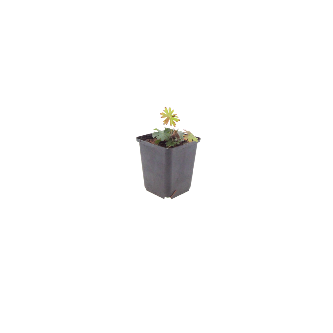 Geranium sanguineum (Storchschnabel) – 12 Pflanzen, Ø9 cm, 10–25 cm hoch – Bild 2