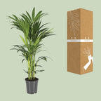 Howea forsteriana (kentia-palme) – Ø21 cm, 100 cm høj